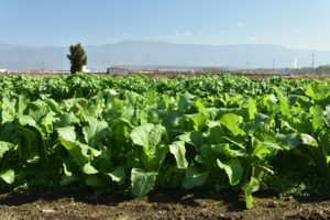 富士見市農業生産資材価格高騰対策支援金支給事業について【富士見市】